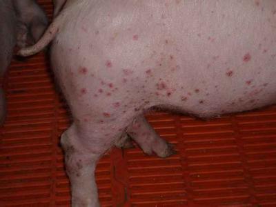 猪湿疹典型症状图片