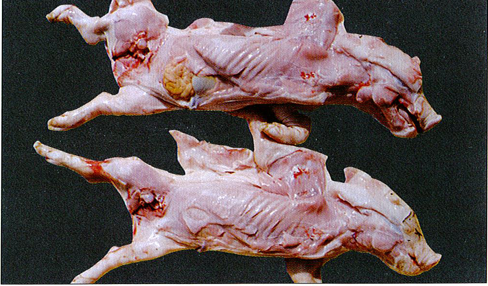 猪弓形体典型症状图片