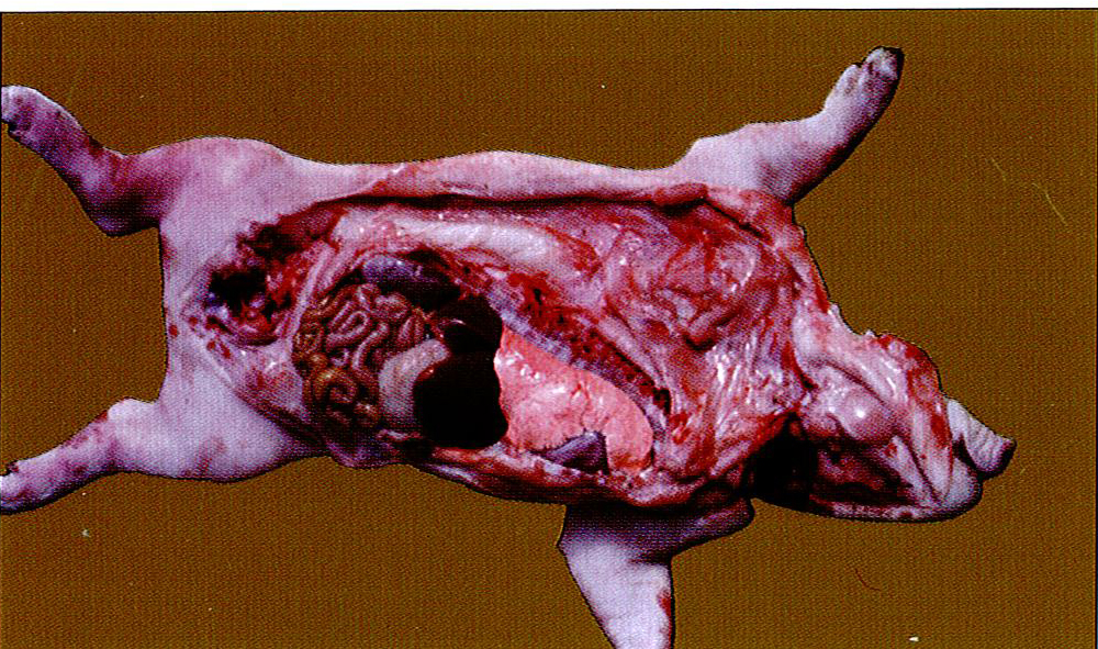猪弓形体典型症状图片