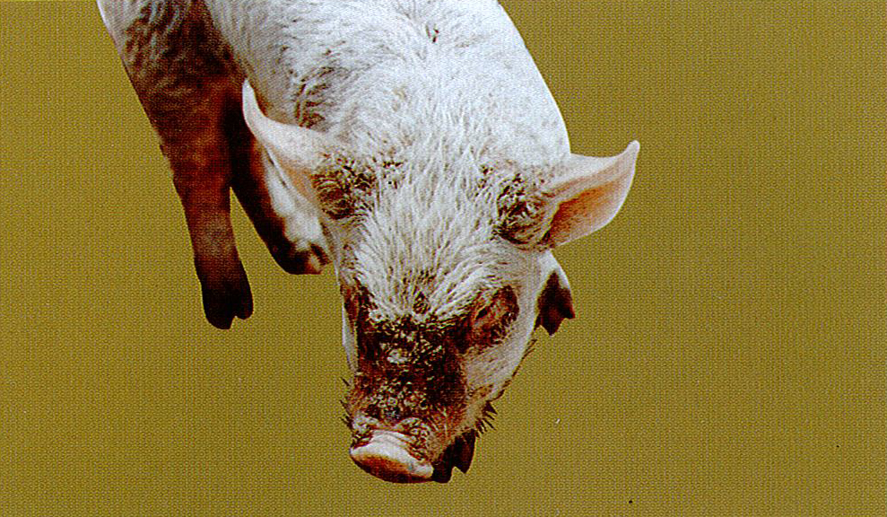 猪疥螨典型症状图片