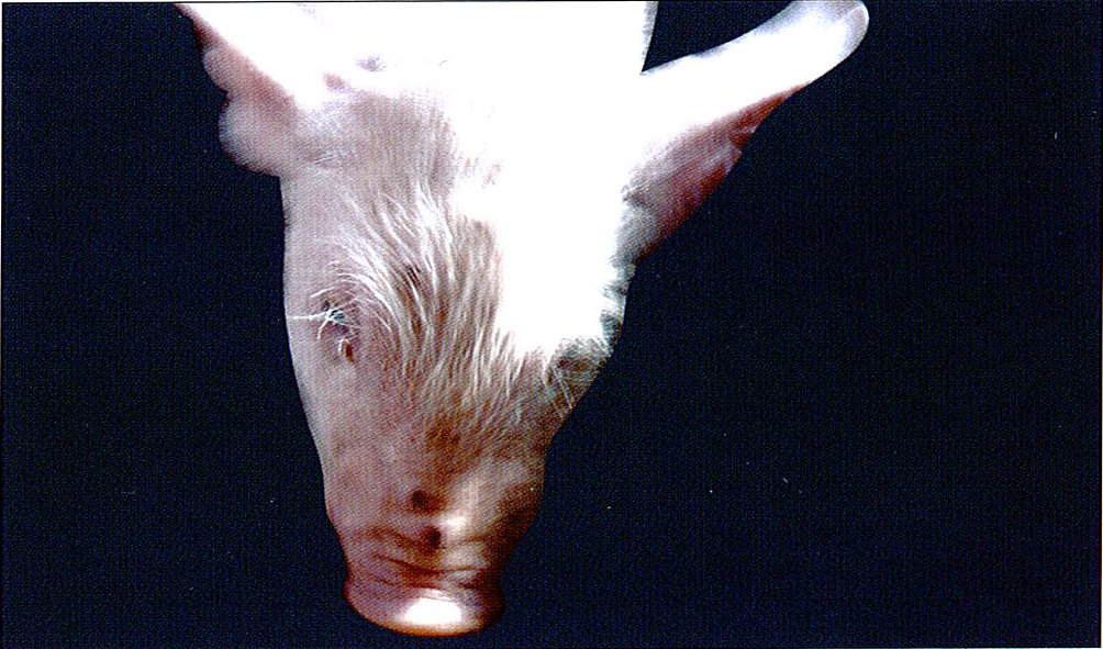 猪痘典型症状图片