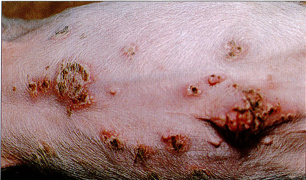 猪痘典型症状图片