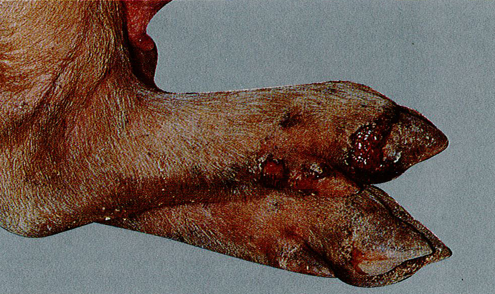 猪口蹄疫典型症状图片