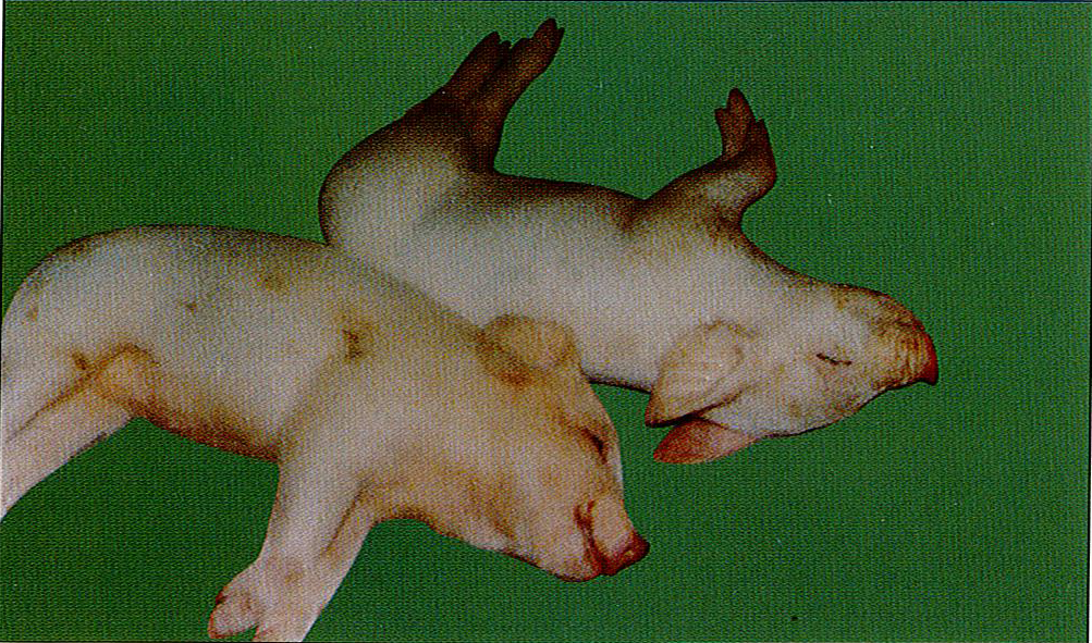 猪口蹄疫典型症状图片