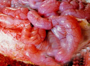 猪流行性腹泻症状图片