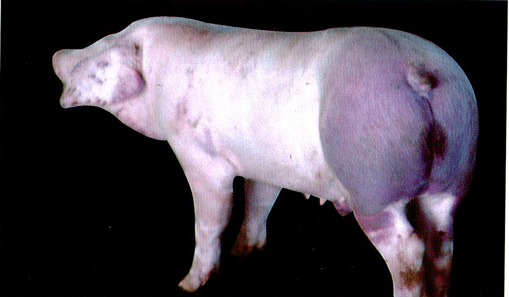 猪流行性感冒症状图片