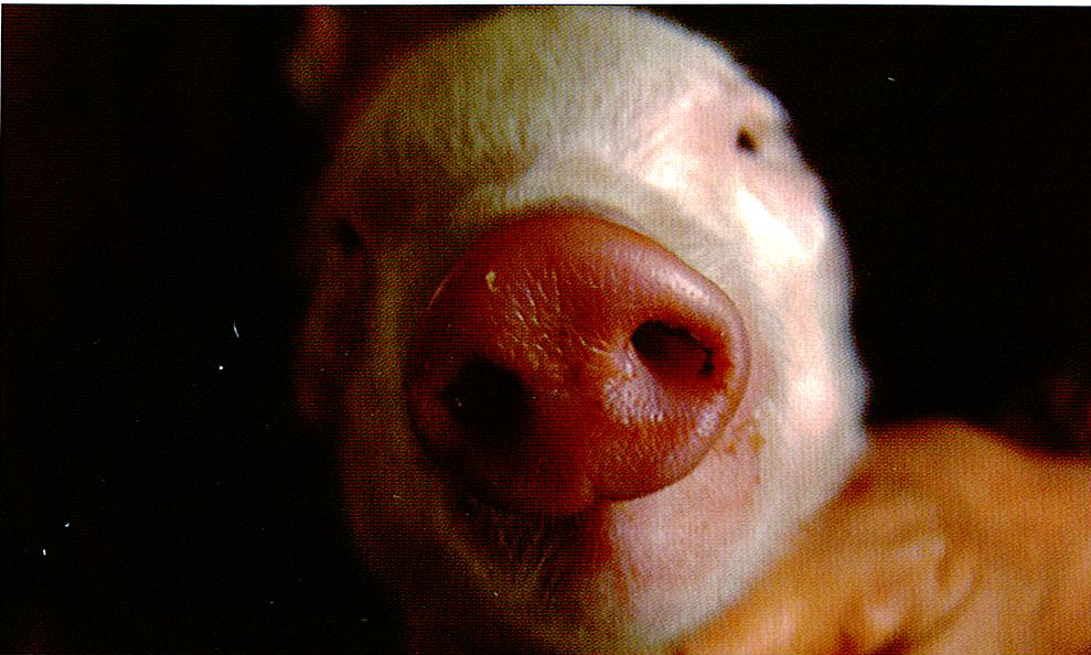 猪流行性感冒症状图片