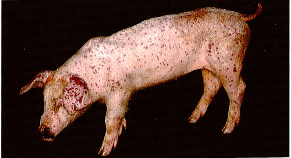 猪圆环病毒症状图片