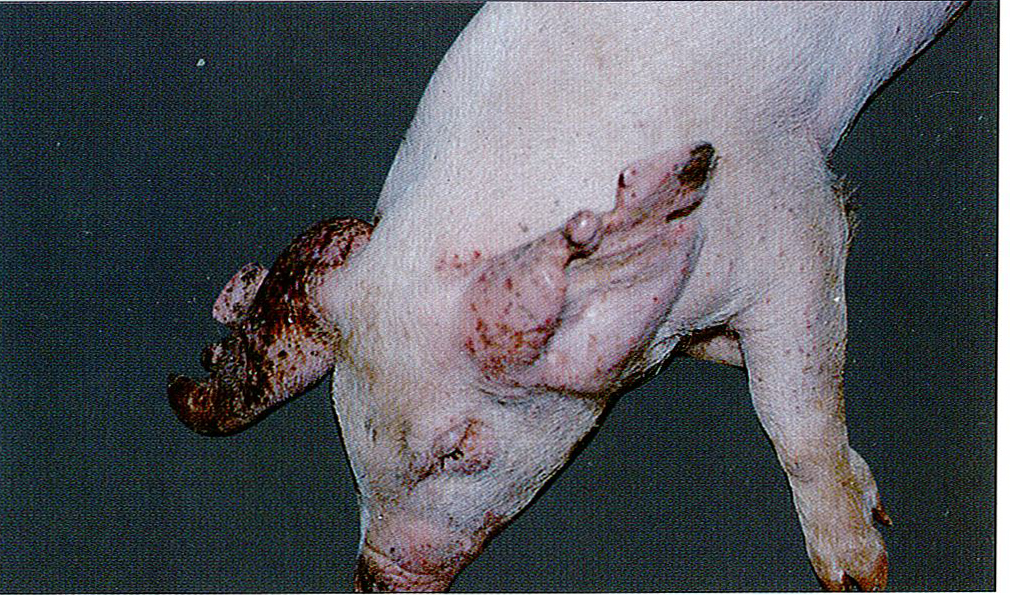 猪圆环病毒病症状图片图片