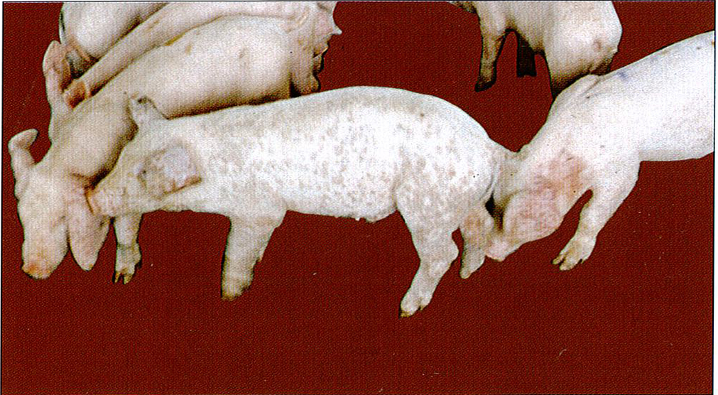 猪圆环病毒症状图片