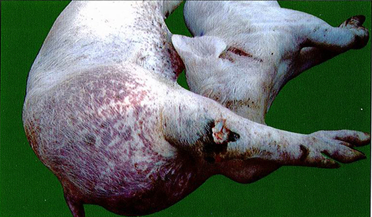 猪瘟典型症状图片