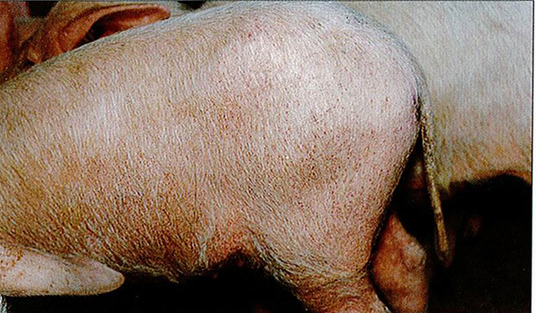 猪瘟典型症状图片