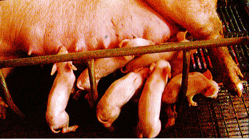 猪细小病毒症状图片