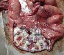 母猪子宫炎症状图片