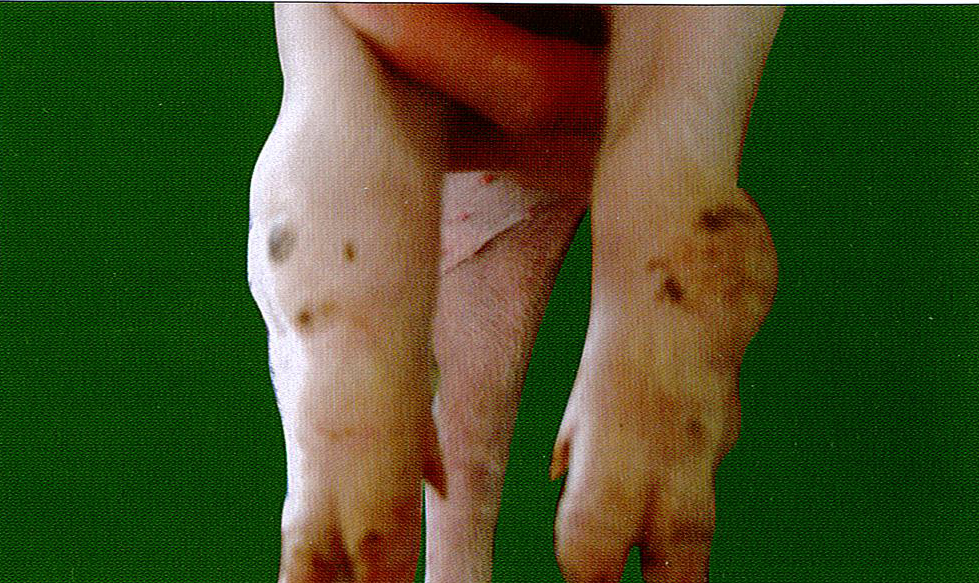 猪链球菌典型症状图片