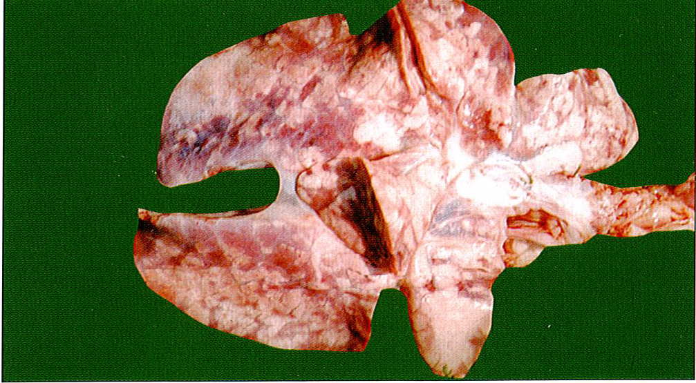 猪传染性胸膜肺炎症状图片大全