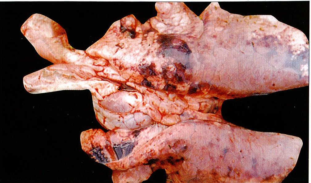 猪传染性胸膜肺炎症状图片大全