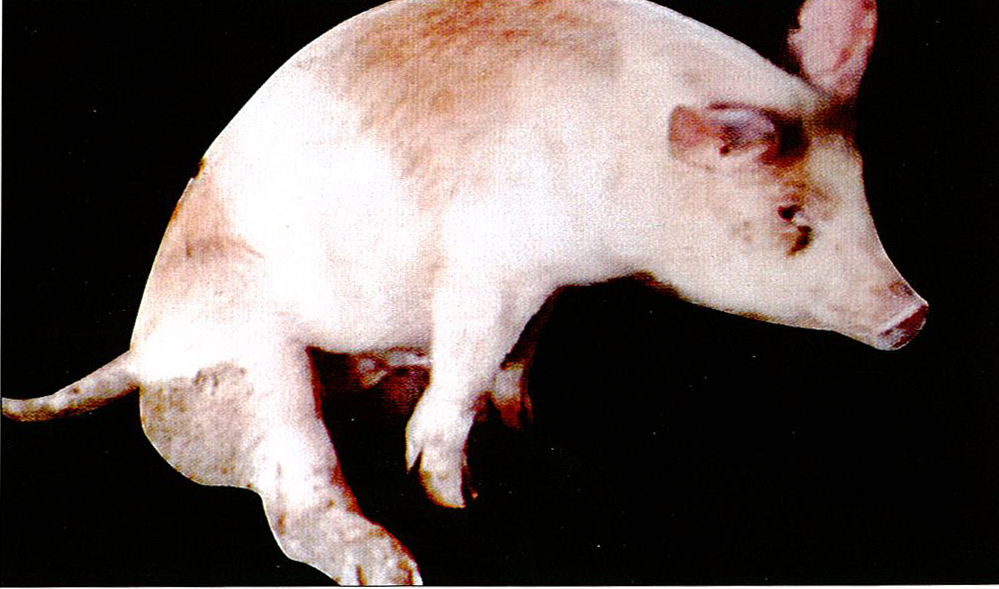 猪副嗜血杆菌症状图片