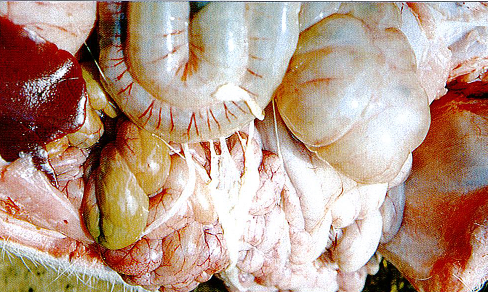 猪副嗜血杆菌症状图片