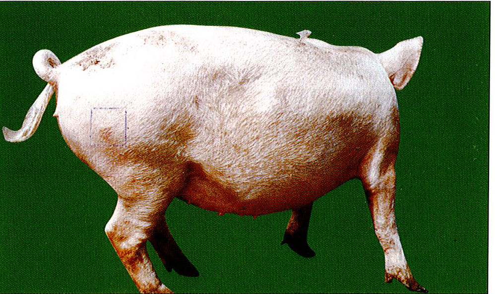 猪丹毒典型症状图片