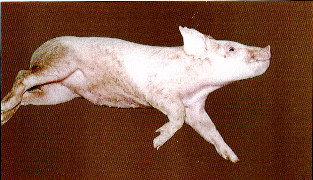 猪水肿典型症状图片