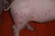 猪湿疹病图片大全 猪湿疹典型症状解刨图片