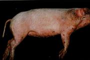 猪弓形体病图片 猪弓形体典型症状解刨图片
