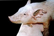 猪疥螨病图片大全 猪疥螨典型症状解刨图片
