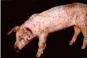 猪圆环病毒图片 猪圆环病毒症状解刨图片