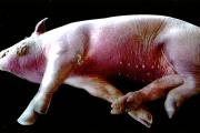 猪链球菌病图片 猪链球菌典型症状解刨图片