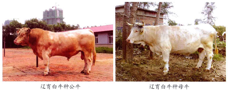 改良黄牛品种辽育白牛