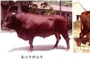 中国地方牛品种简介 这4种中国优良牛品种你知道吗？
