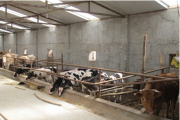 牛犊饲养管理技术：隔栏补饲、早期断奶技术
