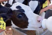 初生牛犊的护理技术 新生牛犊怎么护理？