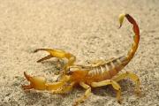 关于蝎子基本知识知你了解多少？蝎子习性及特点介绍