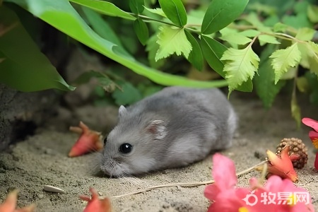 养仓鼠吃什么食物