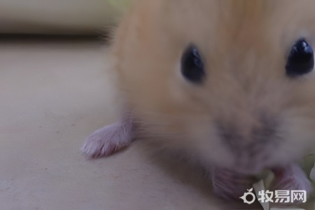 仓鼠知道有人在养它吗