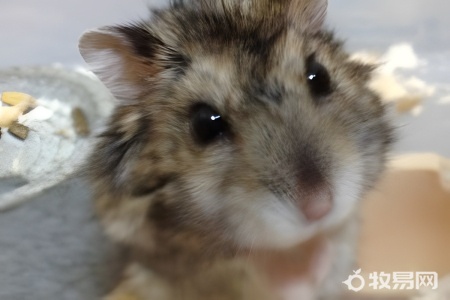 什么倉鼠可以兩只一起養