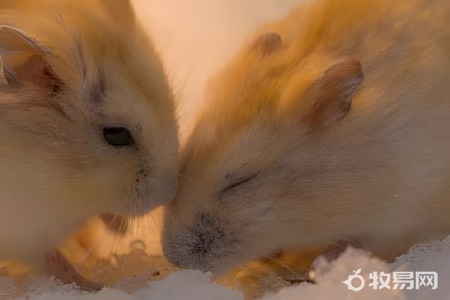 三线野生色仓鼠好养吗