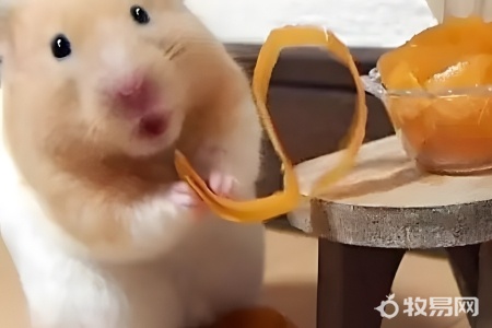 仓鼠如何饲养