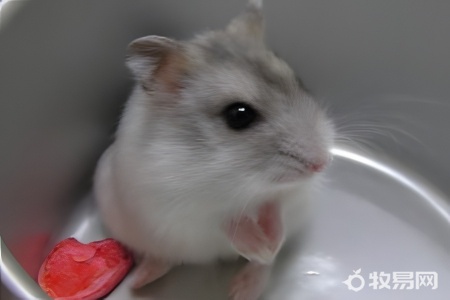 仓鼠不想养了如何处理