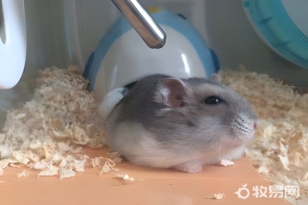 小孩适合养仓鼠吗