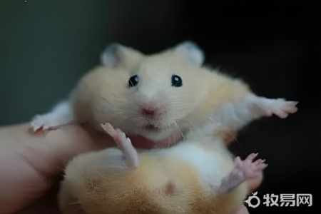 网上买的仓鼠刚到家怎么养