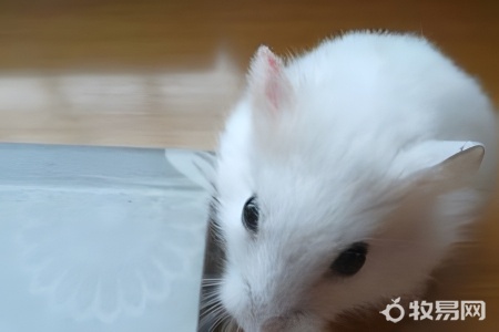 学校可以养仓鼠吗