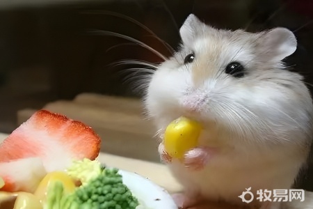 怎么让仓鼠繁殖