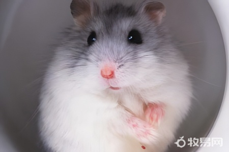 饲养仓鼠的方法