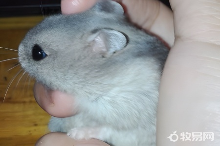 仓鼠在家怎么养