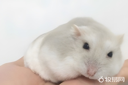 文鸟和仓鼠哪个好养