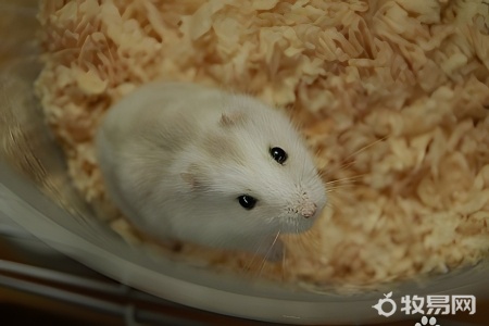 新手仓鼠怎么养