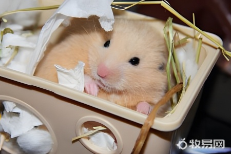 学生适合养仓鼠吗